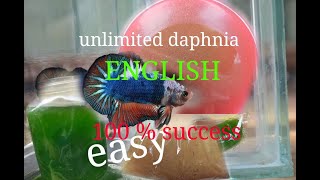 daphnia moina culture Easy way Unlimited production English  with sub Green water Chlorella [upl. by Paulsen]