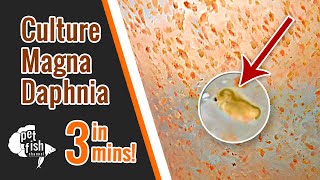 How to culture DAPHNIA MAGNA  The easy way [upl. by Mrots196]