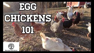 Beginners Guide To Egg Laying Chickens  Egg Chickens 101 [upl. by Harret535]