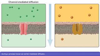 Detailed Animation on Facilitated Diffusion [upl. by Erdied]