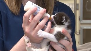 Bottle Feeding Kittens [upl. by Beichner929]