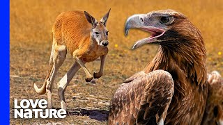 Australias Largest Eagle Attacks Kangaroo [upl. by Nonnahsal]