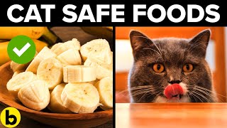 11 Human Foods Your Cat Can Eat [upl. by Devine529]