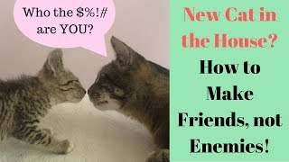 My Cat HATES my New Kitten  Help How to Introduce Cats [upl. by Nytsuj]