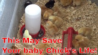 How to raise baby chicks [upl. by Alik]