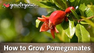 How to Grow Organic Pomegranates [upl. by Christy]