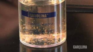 How to Care for Daphnia [upl. by Helbonna]