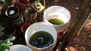 How to grow Green Water Algae [upl. by Ennasor45]