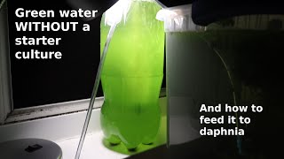 Green Water WITHOUT a Starter Culture  From Scratch  How To [upl. by Leirraj]