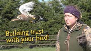 Falconry Basics  Building Trust [upl. by Faruq]