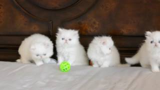 Blue Eyed White Persian Kittens 5 weeks old [upl. by Cornish]