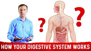 How Does the Digestive System Works – DrBerg [upl. by Ilrac]