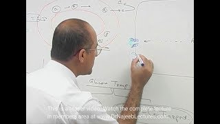 Facilitated Diffusion  Passive Transport [upl. by Akinar179]