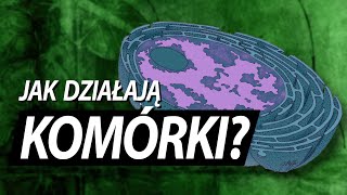 Komórka jak ogromna fabryka [upl. by Dorn]