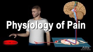 Physiology of Pain Animation [upl. by Eineeuq]