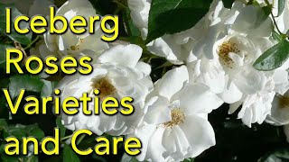 Iceberg Roses  Varieties and Care [upl. by Htrap]