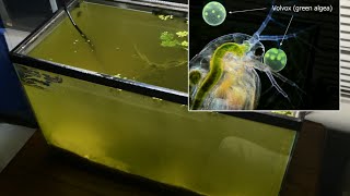 Raising Daphnia for the Freshwater Aquarium [upl. by Dorcea]