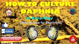 HOW TO CULTURE DAPHNIA In Easy Way [upl. by Drugi]