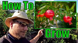 How To Grow An Abundance Of Pomegranates At Home  Gardening Tips That Work [upl. by Arnst]