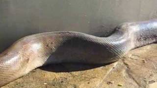 Worlds Largest Snake Ever Found dead [upl. by Arbe]