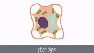 Passive Transport Part 2 [upl. by Anital]